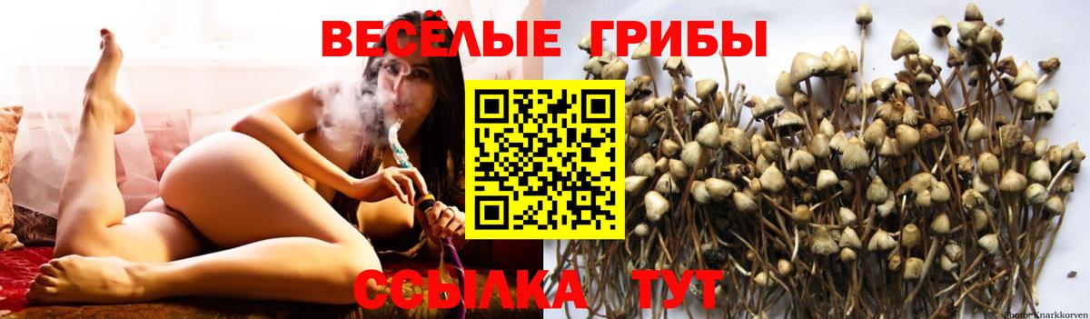 Отрадный  Галлюциногенные грибы Psilocybe  Вход с VPN 